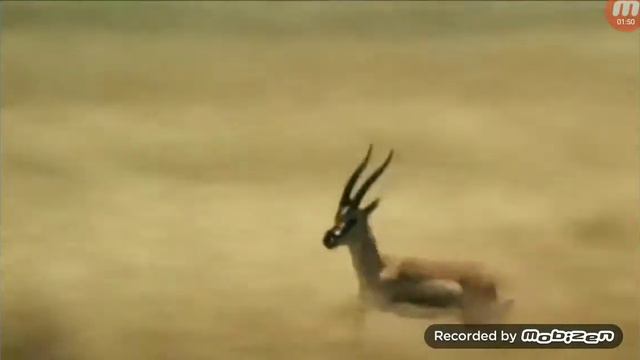 Песня мы бежим с тобой кабудто ат гепарда!!! смотреть онлайн