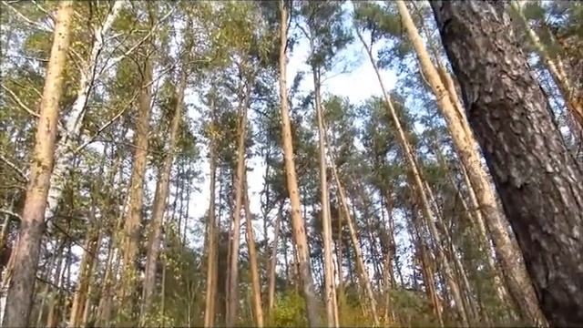 Стихи Татьяны Григорьевой ,,Душа не может жить одна,, смотреть онлайн