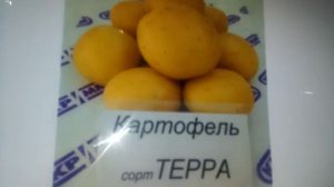 Новый сорт картофеля Терра и наиболее популярные сорта доступные для заказа на сезон 2021.