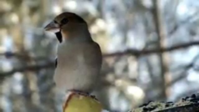 Скромные и бесстыжие. Жизнь птиц на кормушке\Modest and shameless. Bird life on the feeder смотреть онлайн