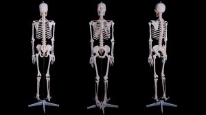 Модель "Скелета человека анатомический 170 см" описание