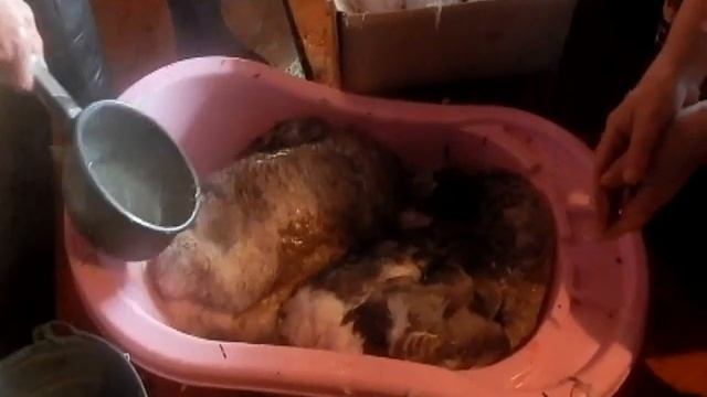 Очистка гусей от перьев - легко смотреть онлайн