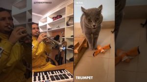 Кот паёт а паринь делает музыку