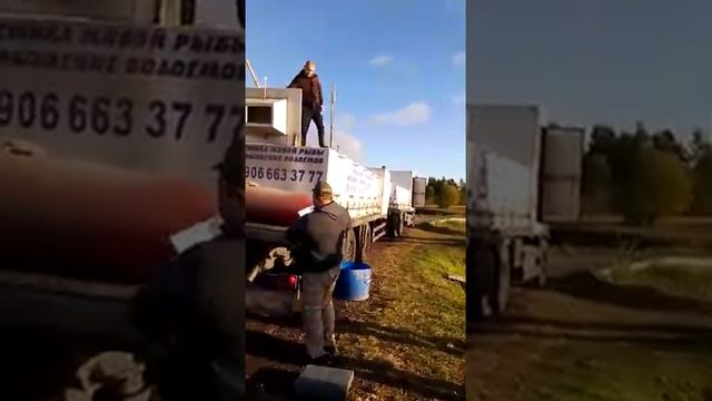 База отдыха Пирогово.Запуск рыбы 15.09.22  Ждём Всех!