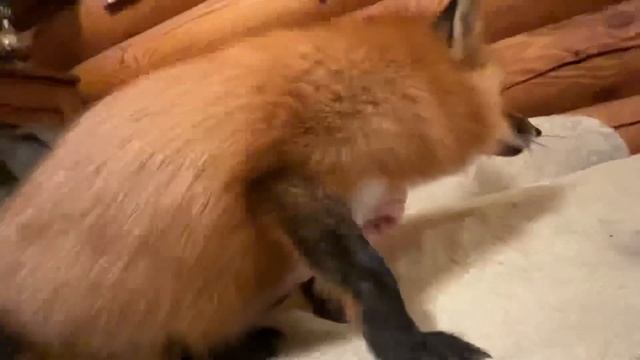 Алиса - лиса. Верхом на руке смотреть онлайн