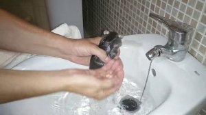 Как купать домашнюю крысу