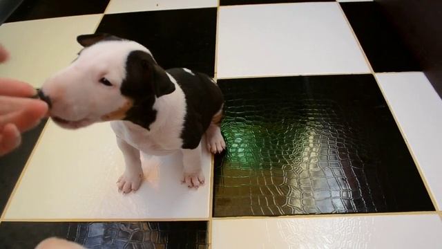Dog training. Bull Terrier Puppies Дрессировка собак. Щенки бультерьера
