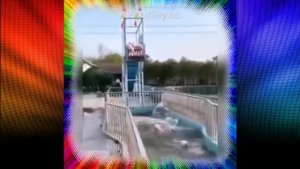 Свиньи тоже умеют развлекаться.