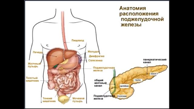 ЧТО ДЕЛАЕТ БОЛЬШОЙ ЖИВОТ С НАШИМ СЕРДЦЕМ смотреть онлайн