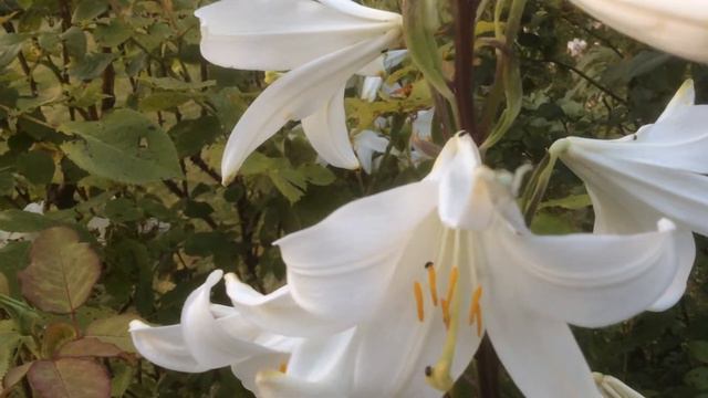 Lys de la Madone 'Lilium candidum' Colonisé par les ravageurs du Colza смотреть онлайн