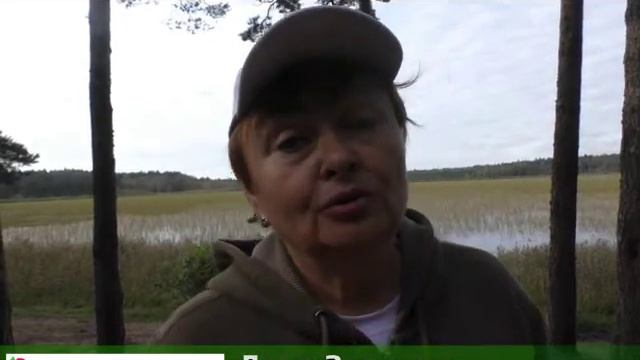 Защитим Калищенский лесопарк! смотреть онлайн