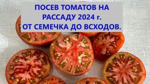 Посев томатов на рассаду 2024