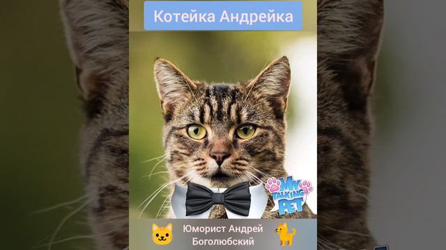 Говорящий котейка 🐱