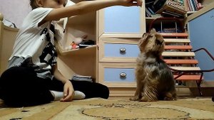 Учим Йорка командам