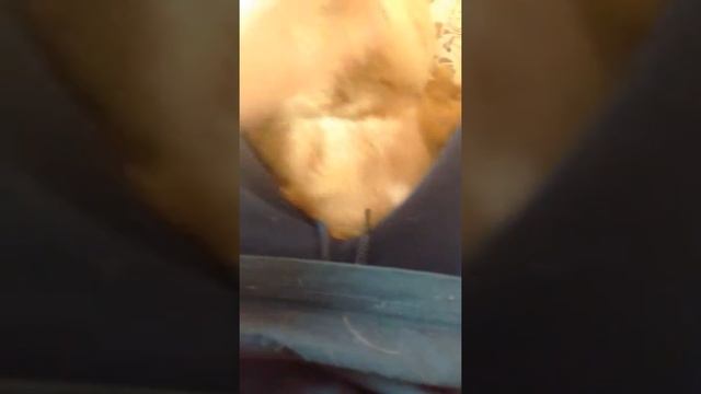 Мой щенок англисского кокер спаниеля Чарли смотреть онлайн