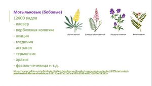Семейство мальвовые, мотыльковые