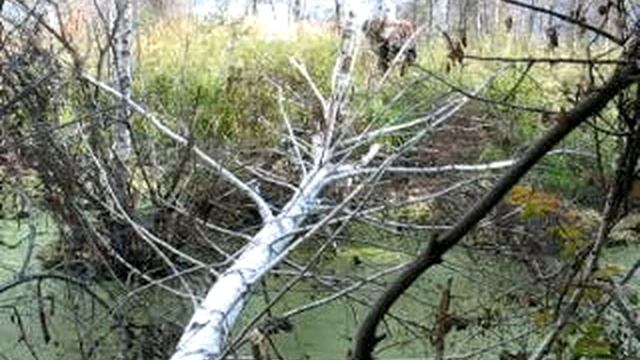 VELO-PEREPRAVA смотреть онлайн