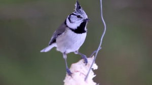 Звук голоса острохохлой синицы