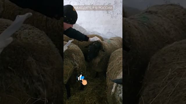 Баран СУФФОЛК! смотреть онлайн