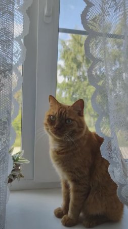 Серьёзный кот Филя