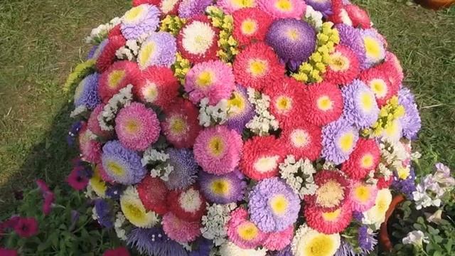 Как выращивать астры - Выращиваем рассаду астры смотреть онлайн