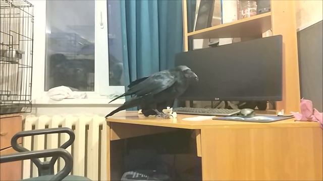 Ворон Кира рвется к Тише