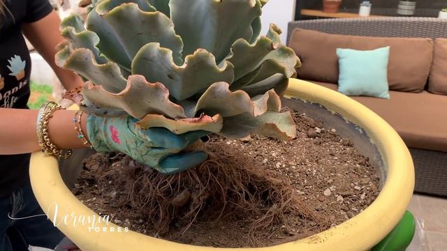 👩🏼🌾 Me regalaron una Echeveria ruffleada grandota! смотреть онлайн