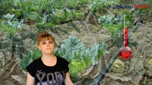 Как устранить незавязку капусты? Причины почему не завязывается капуста.