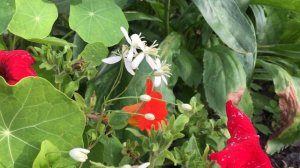 Клематис жгучий - 2 Clematis flammula