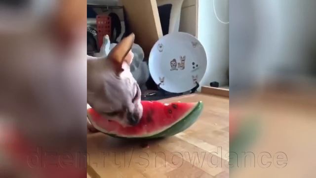 Видеонарезка "Смешные кошки"