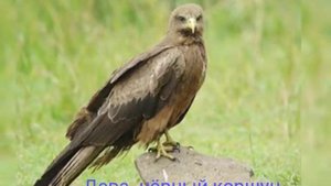 Какая ты дикая птица по знаку зодиака))