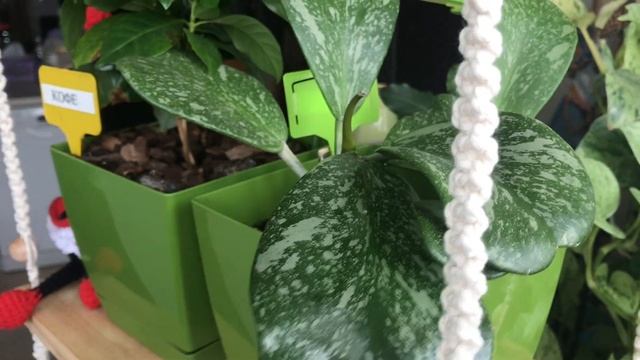 Мои комнатные цветы в июне месяце . смотреть онлайн