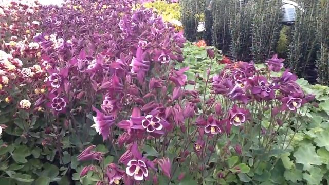 Aquilegia Winky Purple White смотреть онлайн