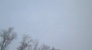 Стая дроздов выделывает пируэты!