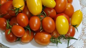 Попробуйте Этот Сорт, И Вы в Него Влюбитесь, Как и Я! Сладкий и Сочный Помидор. Огород На Окне