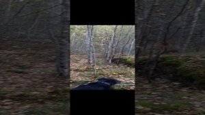 Мэни и Гуля. прогулка по лесу