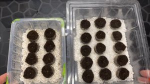 Посев семян эустомы двумя способами.