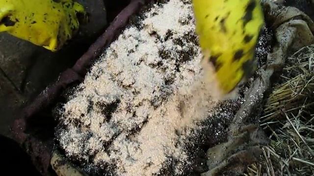 Червь "Старатель". 1000000 "Старателей" за зиму в подвале 9. смотреть онлайн