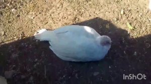 НЕ МНОГО О ИНДЮКАХ.НАШИ ИНДЮШКИ ЗАНЕСЛИСЬ.КОГДА ИНДЮКИ НАЧИНАЮТ НЕСТИСЬ.