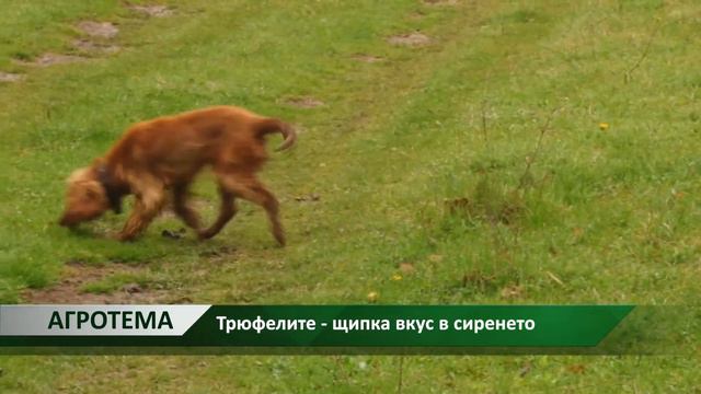 Агротема: Трюфелите - щипка вкус в сиренето, автор: Камелия Карадочева смотреть онлайн