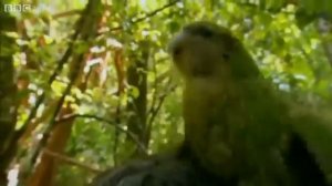 Нелетающий попугай какапо видео