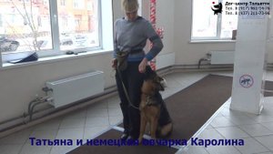 Занятие по дрессировке (группа начального послушания): обучение собак команде Ко мне. Тольятти, 2018