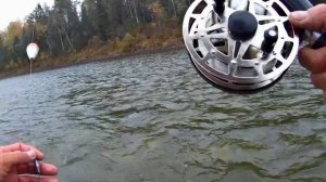 Ловля хариуса в первый снег ☝. Рыбалка на реке Бия на удочку.