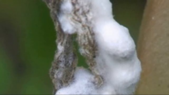 Что делать если появилась плесень на огурцах в теплице смотреть онлайн