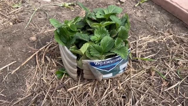 Как поднять клубнику с земли, чтобы ягода больше никогда не гнила, клубника загляденье, за копейки смотреть онлайн