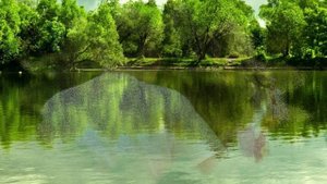 БАБЬЯ РОЩИЦА.