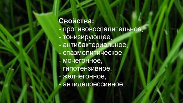 Эфирное масло грейпфрута