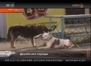 В Новороссийске бездомный пес отвязал от забора породистую собаку