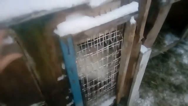 ГОЛУБИКЕ БЫТЬ ???// планы по посадке голубики