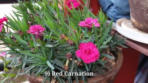 Identification of common flowers and their Scientific & English name.